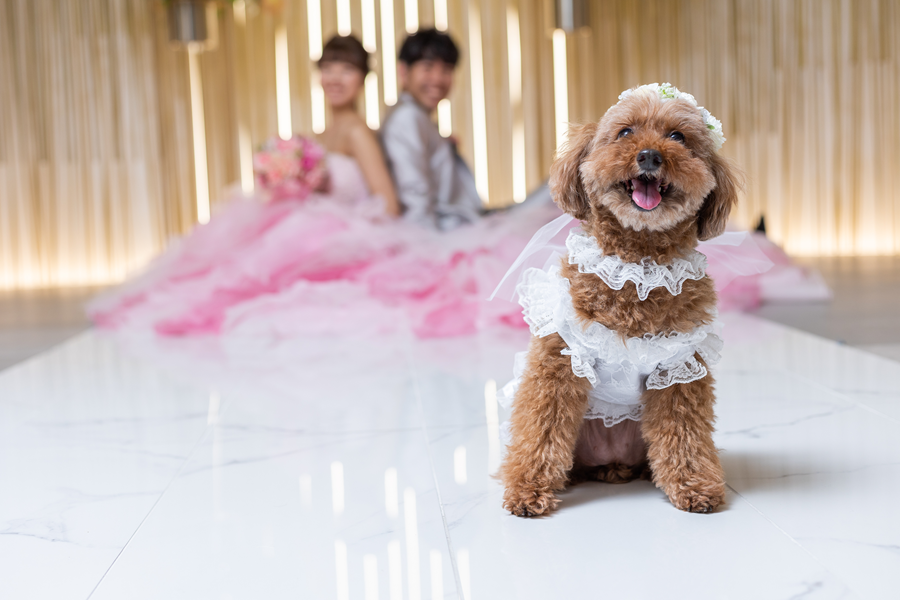 ■大切な家族の一員と一緒にが叶う会場/ペット同席OK！周りを気にせず、あたたかな時間を一緒に過ごせる